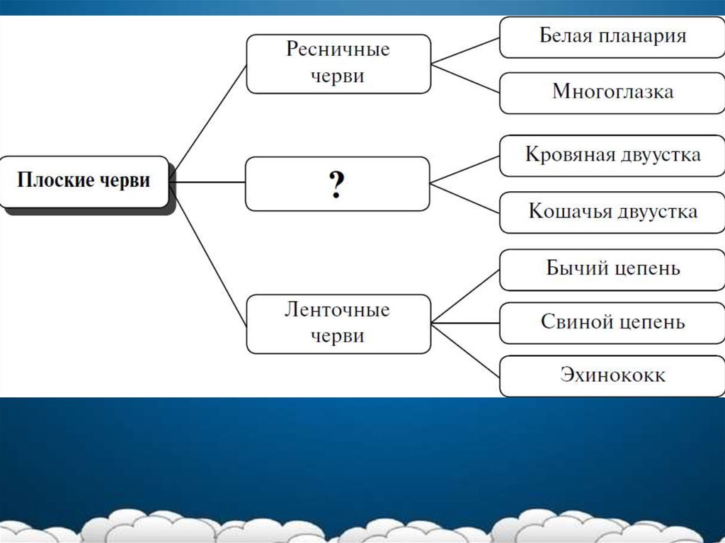 Презентация по биологии на тему воля