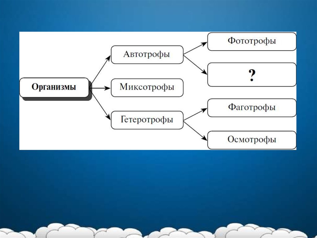 Фототрофы организмы