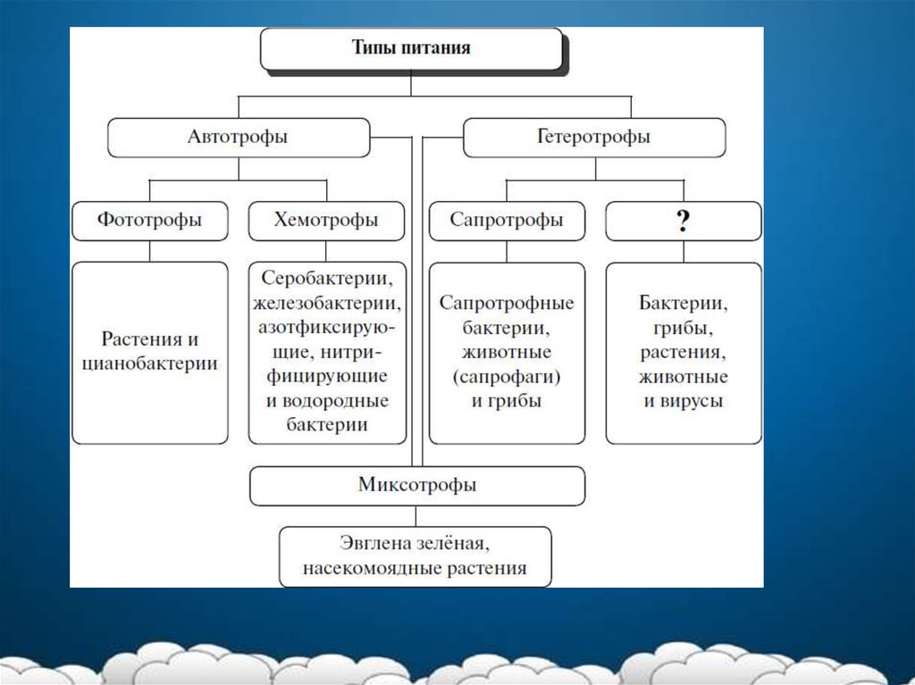 Хемотрофам являются