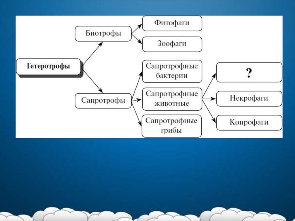 Презентация по биологии на тему воля