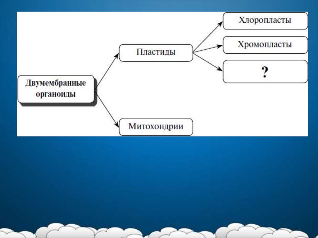 Презентация по биологии на тему воля