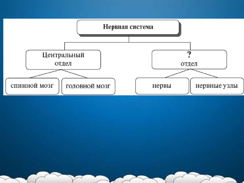 Память презентация по биологии