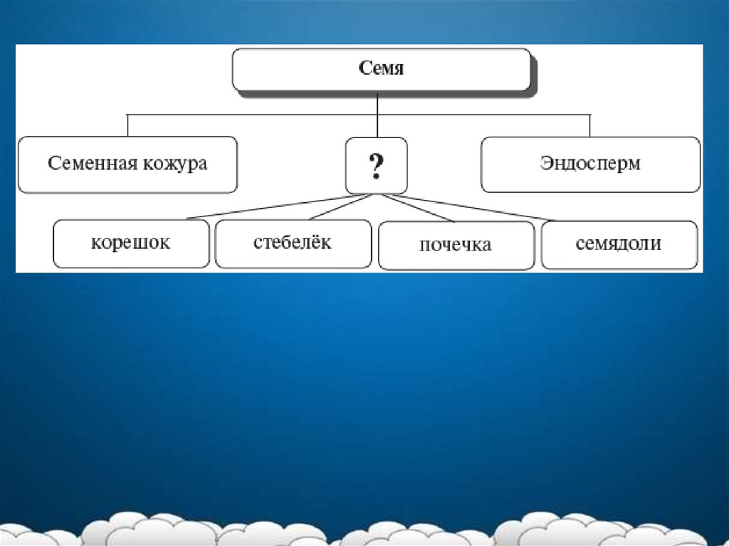 Презентация по биологии на тему воля