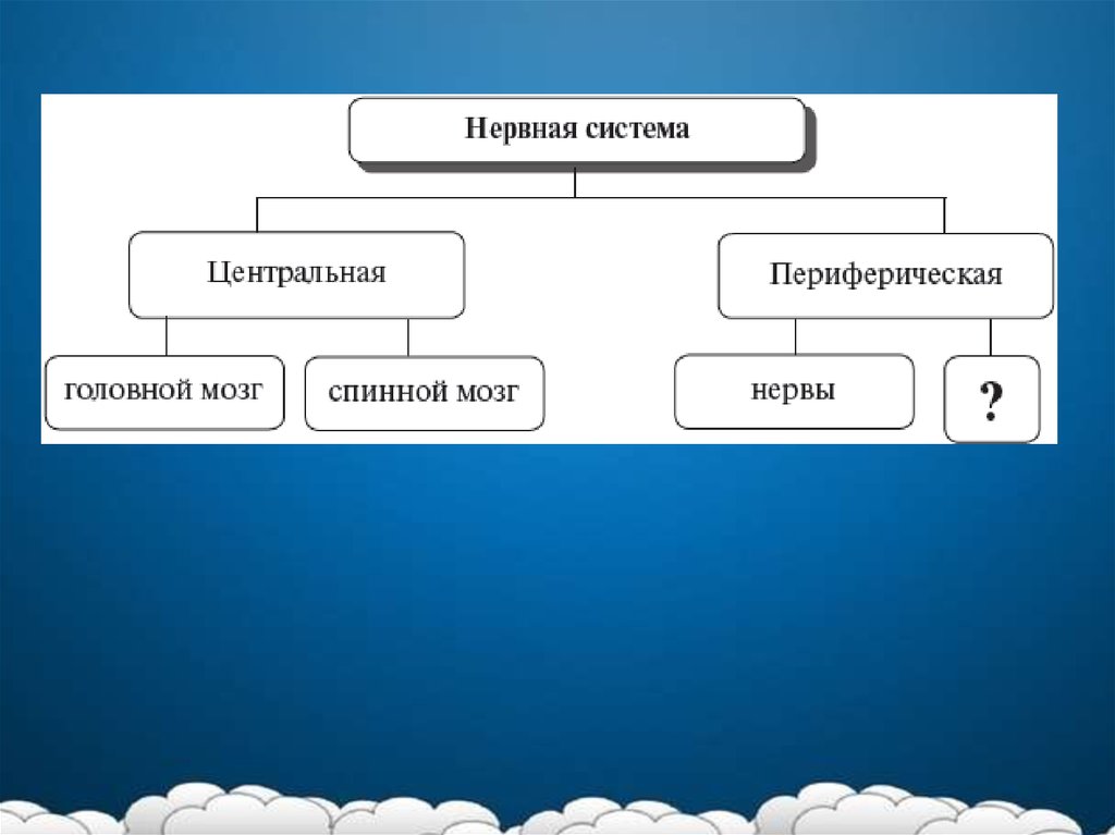 Память презентация по биологии