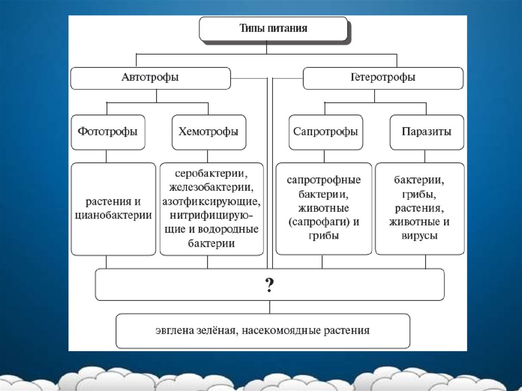 Автотрофы хемотрофы