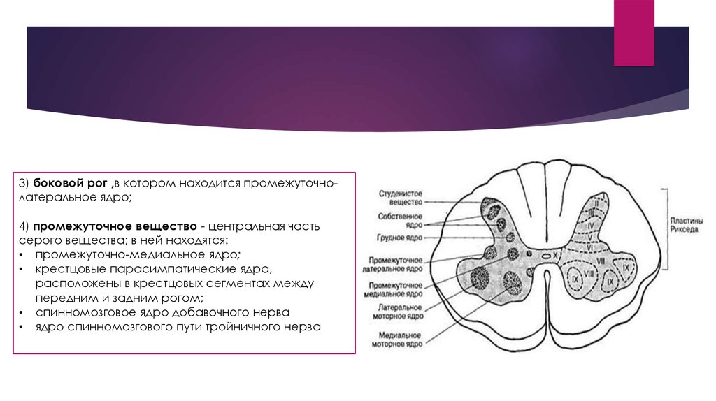 Из чего состоит серое вещество спинного мозга