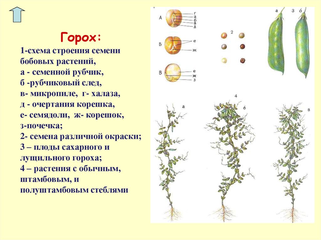 Горох имеет плоды. Схема строения семени зерновых бобовых культур. Структура гороха посевного. Горох посевной строение. Вид плода гороха посевного.