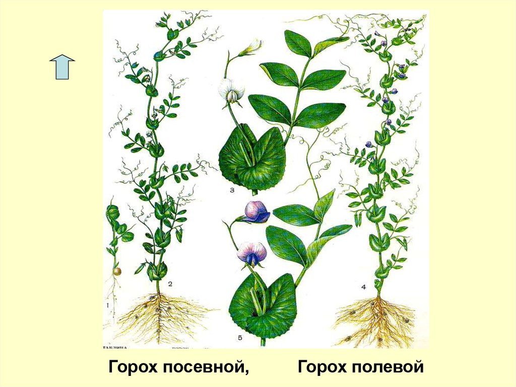 Рисунок бобовые растения