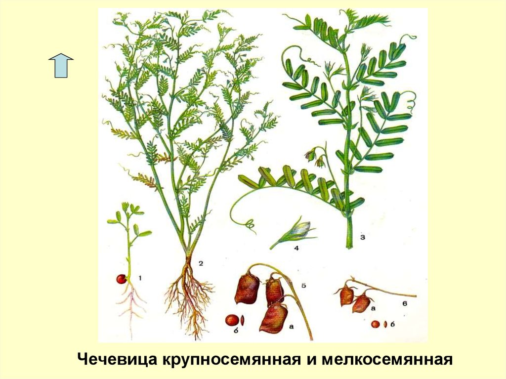 Какой стебель у бобовых. Чечевица мелкосеменная семена. Чечевица крупносемянная. Чечевица крупносемянная семена. Семена чечевицы мелкосемянной.