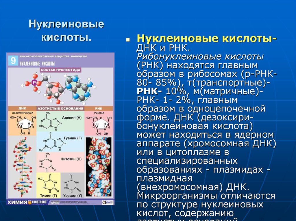 Биополимеры рнк. Синтез нуклеиновых кислот схема. Нуклеиновые кислоты функция 8 класс биология.