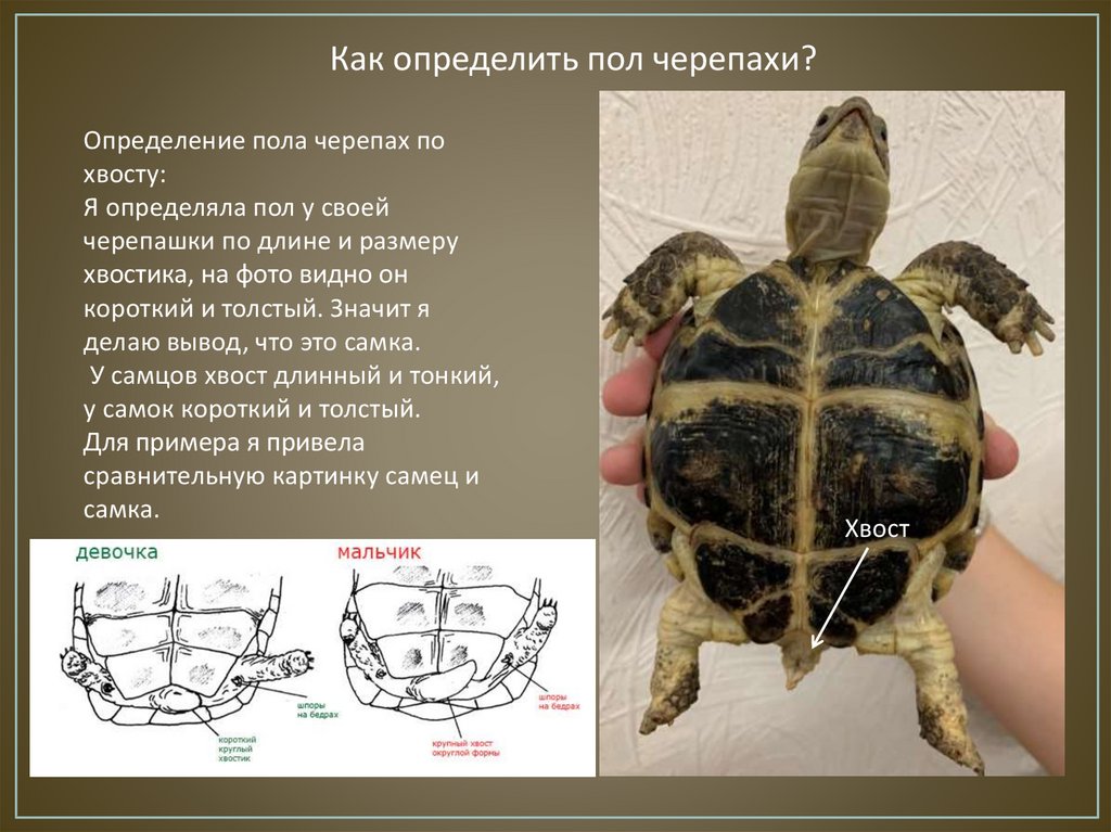 Положительные координаты черепаха