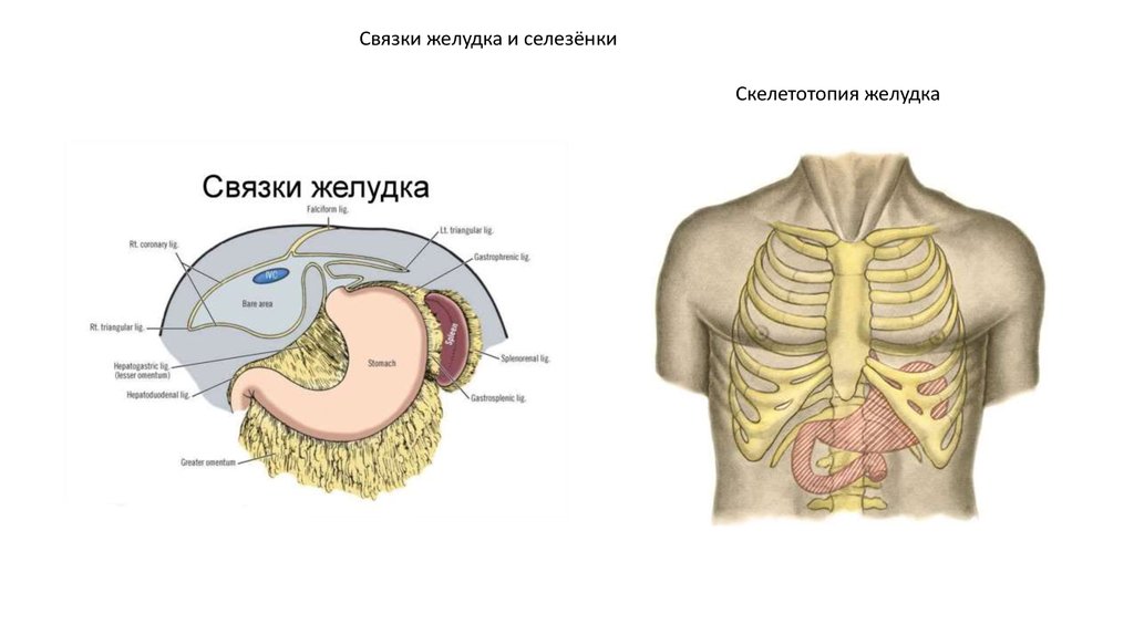 Орган отделяющий грудную полость от брюшной