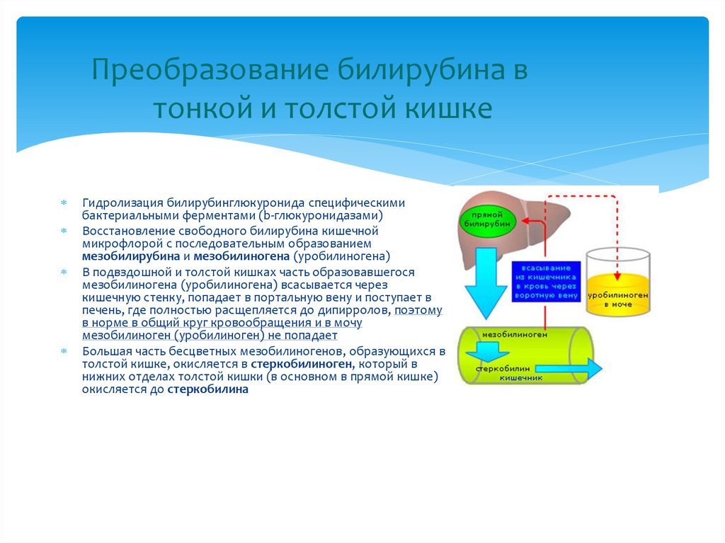 Гидролизация. Пигментный обмен в норме презентация. Билирубин уробилиноген окисление. Бесцветный уробилиноген окисляясь. Фермент глюкуронидаза.