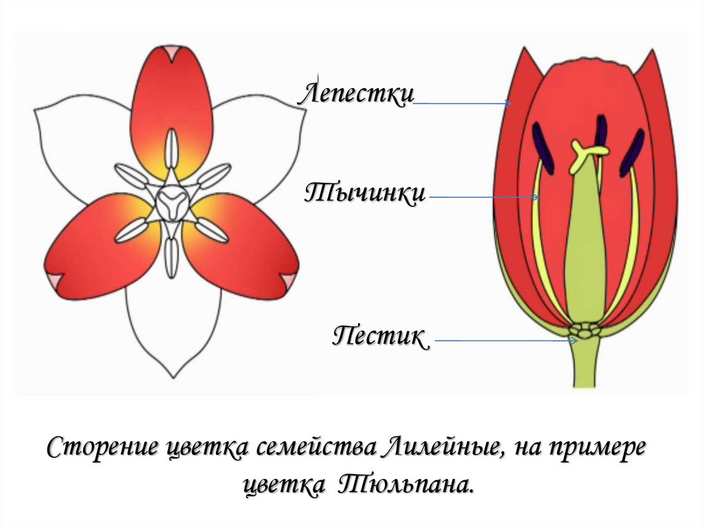 Какой тип питания характерен для тюльпана. Семейство Лилейные Лилия. Схема цветка лилейных. Строение цветка лилейных. Семейство Лилейные строение цветка.