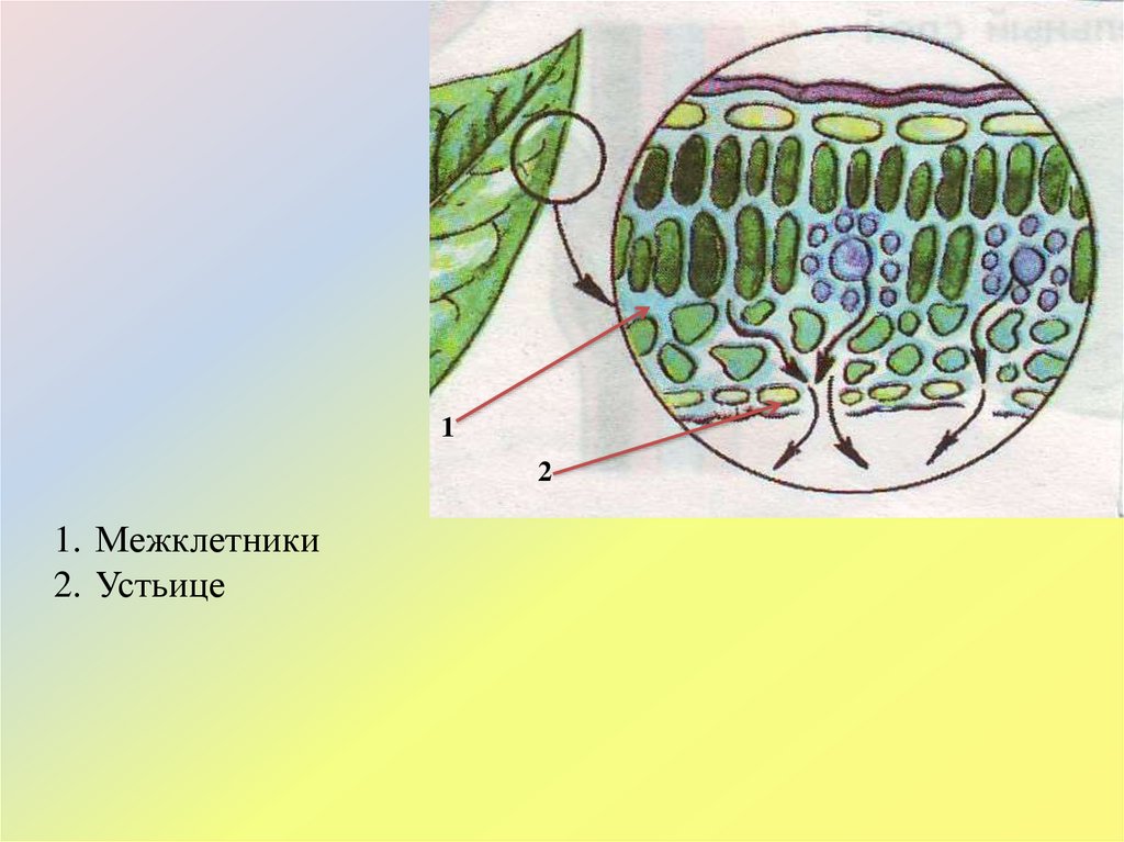 Кожица особенности строения