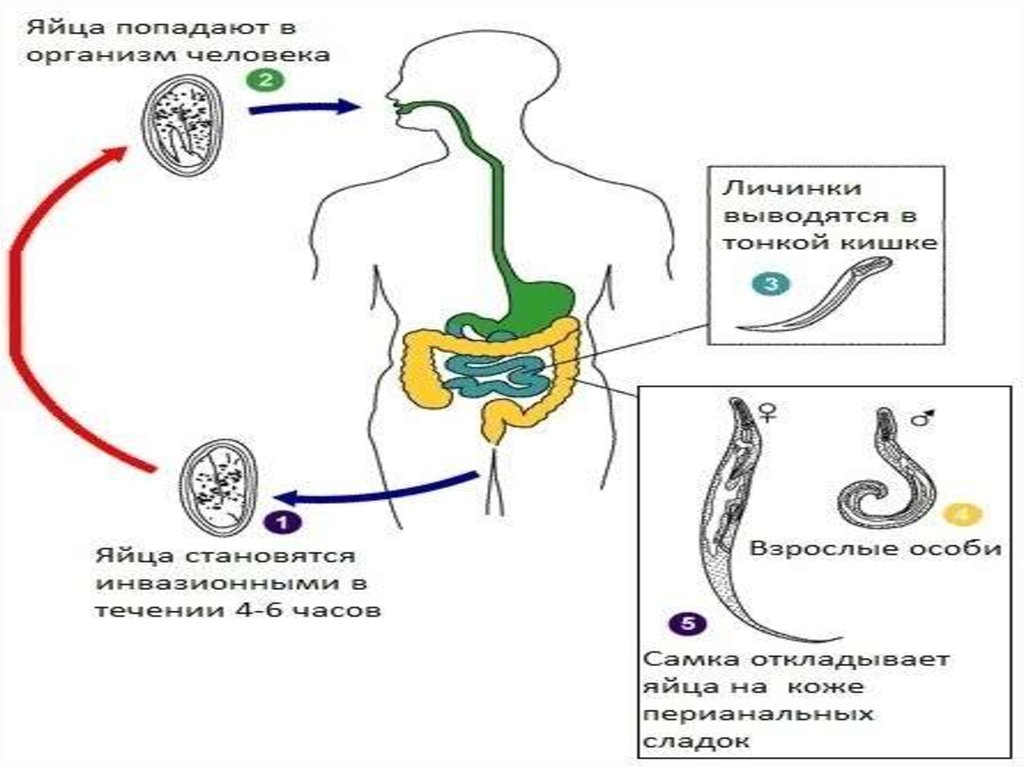 Клиническая картина энтеробиоза. Профилактика аскаридоза и энтеробиоза. Энтеробиоз патогенез.