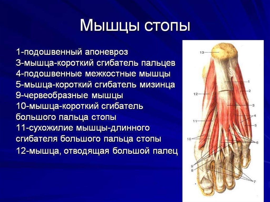 Мышцы стопы анатомия человека рисунок с подписями