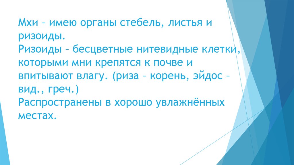 Мхи – имею органы стебель, листья и ризоиды. Ризоиды – бесцветные нитевидные клетки, которыми мни крепятся к почве и впитывают