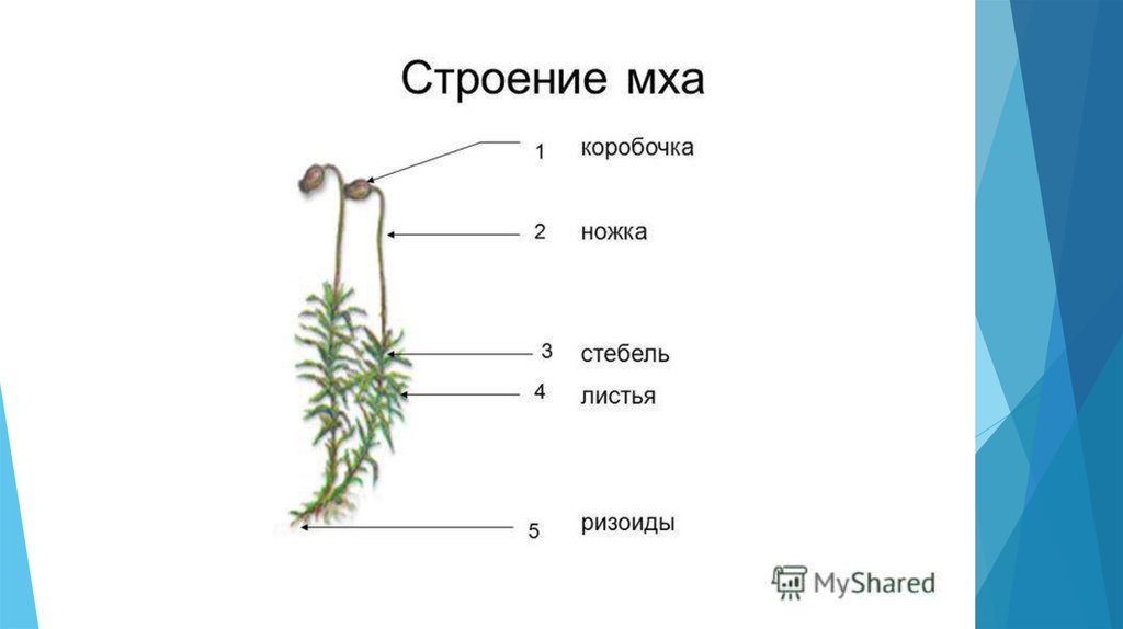 Подпишите что обозначено на рисунке цифрами мхи