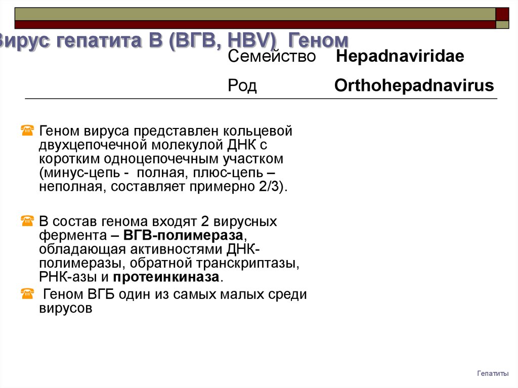 Вгв 1. ВГВ. Orthohepadnavirus.
