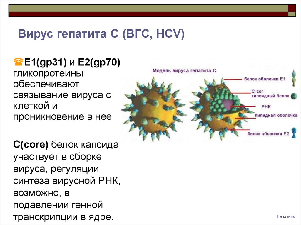 Белки гепатита с. Вирус гепатита в. Гепатит с строение. Возбудитель гепатита а. Белки вируса гепатита с.