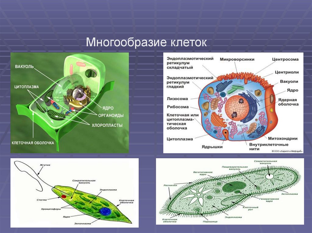 Какие организмы по клеточному строению. Строение клетки многообразие клеток. Многообразие клеток строение эукариотических клеток. Разнообразие эукариотических клеток рисунок. Многообразие клеток. Прокариотические и эукариотические клетки.