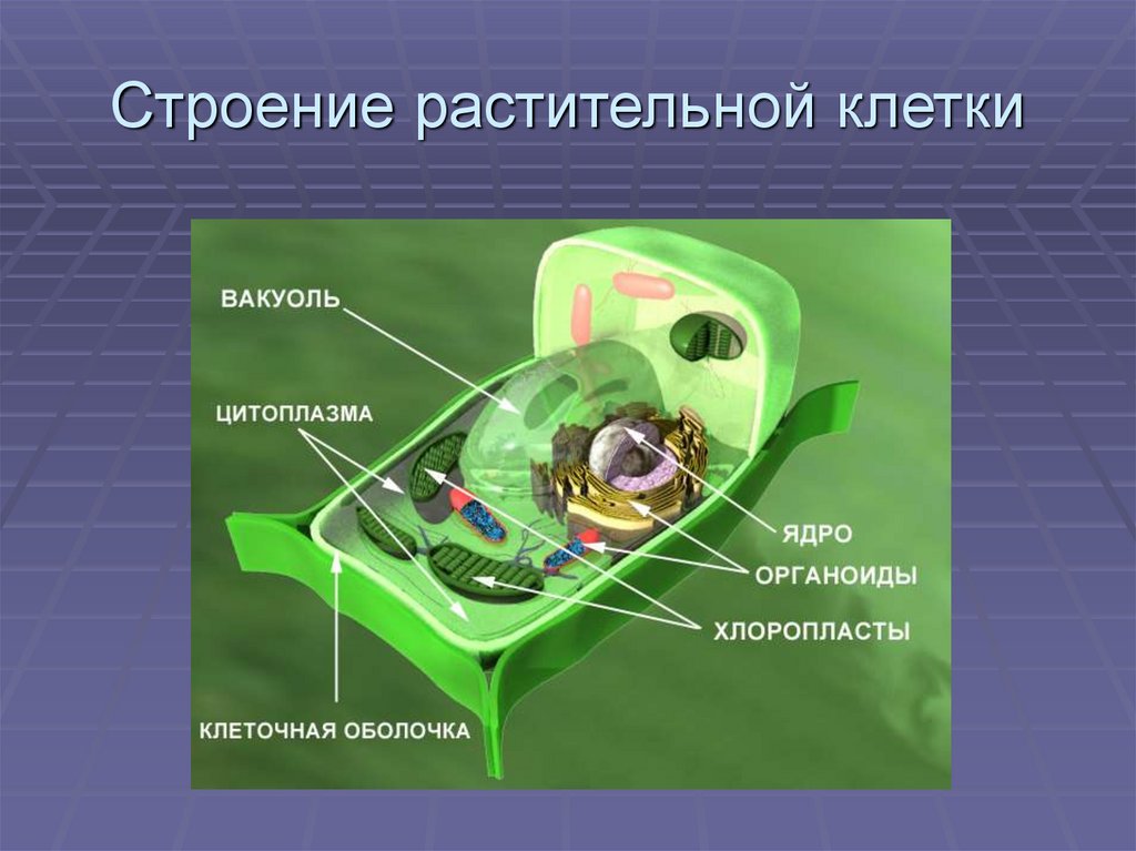 Строение растительной клетки презентация