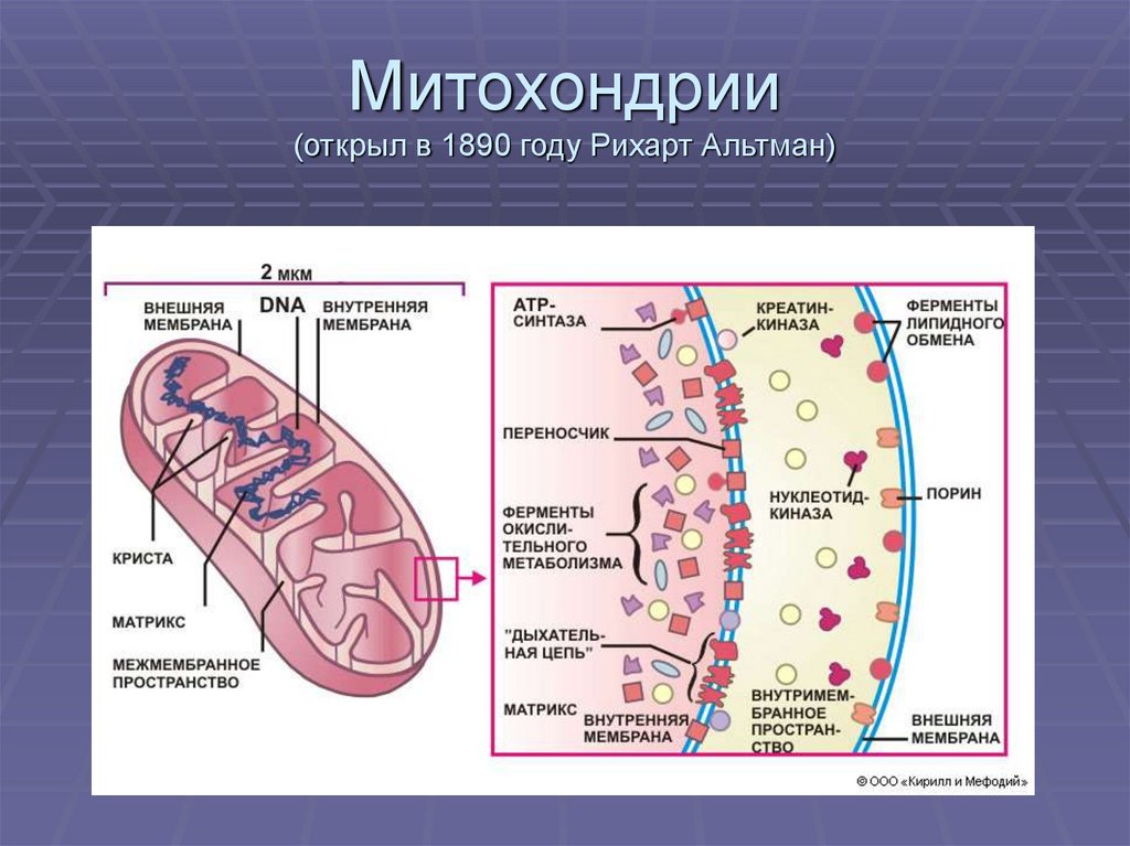 Матрикс биология. Структура митохондрии. Строение митохондрии. Митохондрии эукариотической клетки. Структура клетки митохондрии.