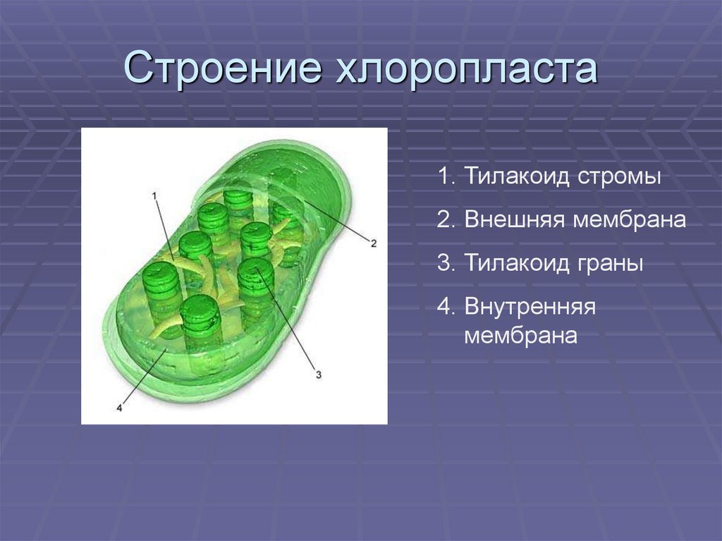 Какие клетки содержат хлоропласты
