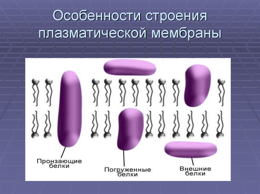 Эукариотическая клетка плазматическая мембрана. Строение плазматической мембраны. Особенности строения плазматической мембраны. Особенности строения призматической мембраны. Функции плазматической мембраны.