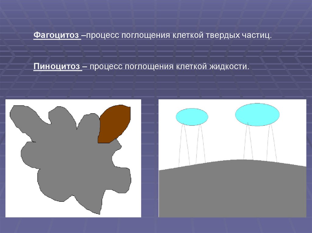 Процесс поглощения. Процесс поглощения твердых частиц. Поглощение клеткой твердых частиц. Процесс захватывания клеткой твердых частиц. Поглощение клеткой твердых частиц называется.