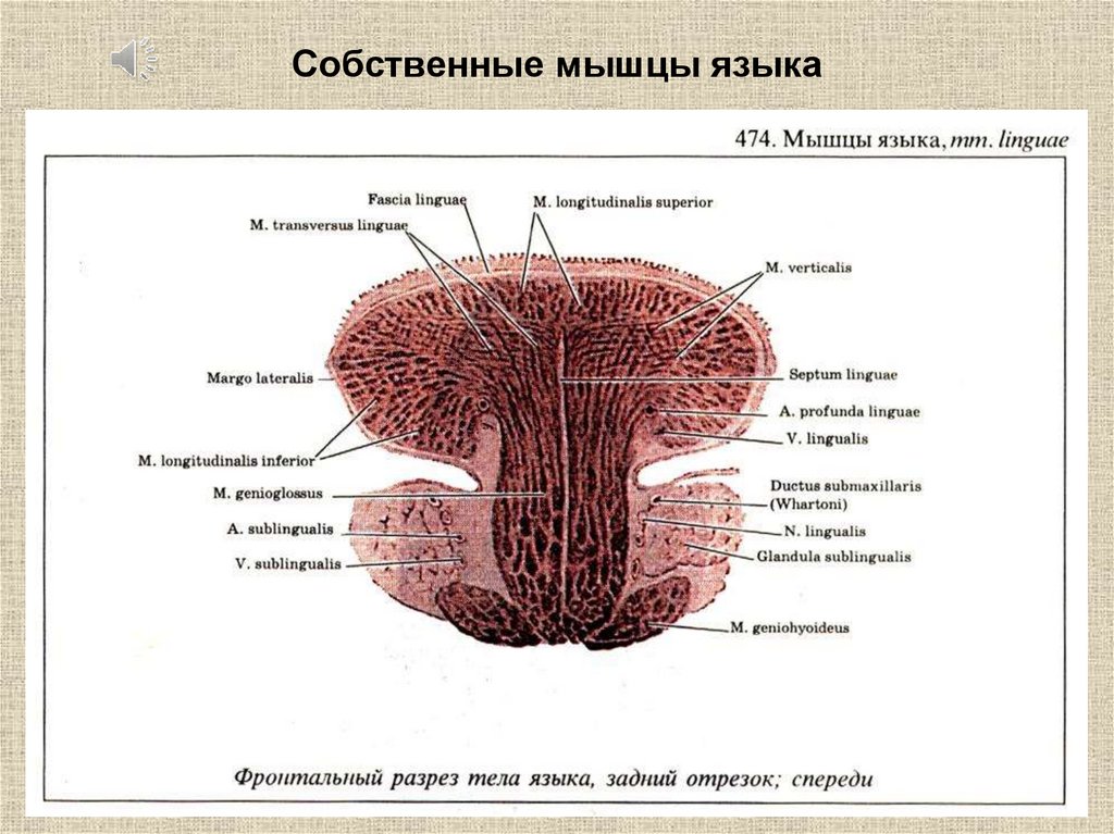 Мышцы языка схема