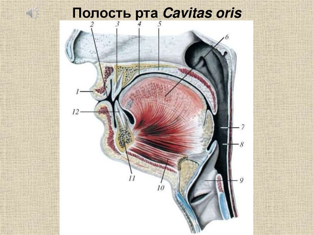 Верхняя стенка рта. Передняя стенка cavitas Oris propria.