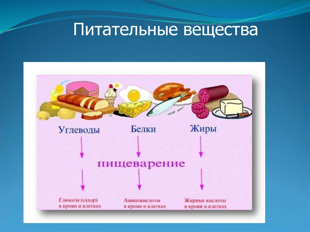 Белок и жиры также. Питательные вещества схема 8 класс биология. Пища и питательные вещества. Основные питательные вещества. Белки жиры углеводы.