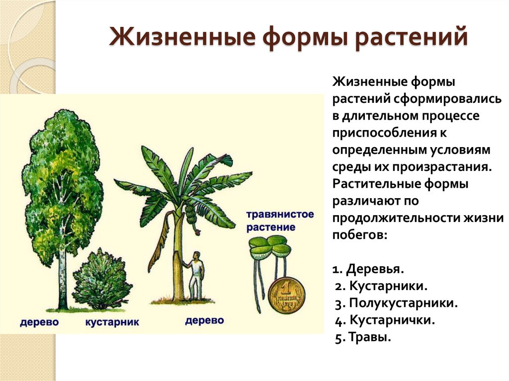 Жизненные формы растений
