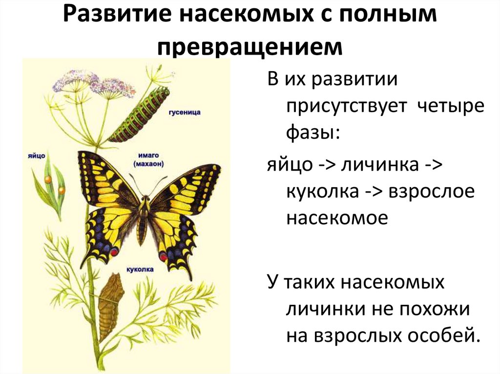 Презентация на тему развитие насекомых