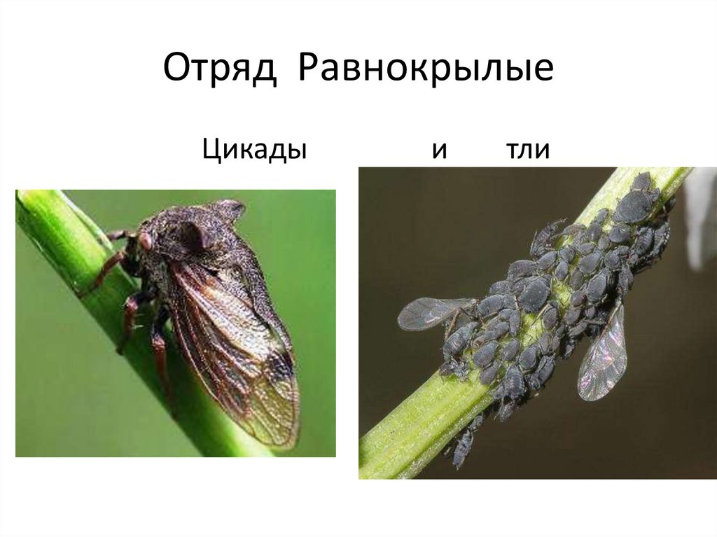 Равнокрылые насекомые презентация
