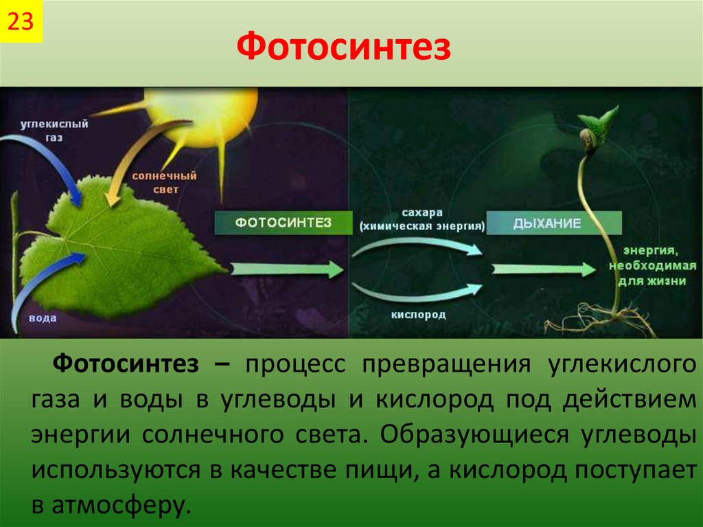 Пигмент участвовавший в фотосинтезе