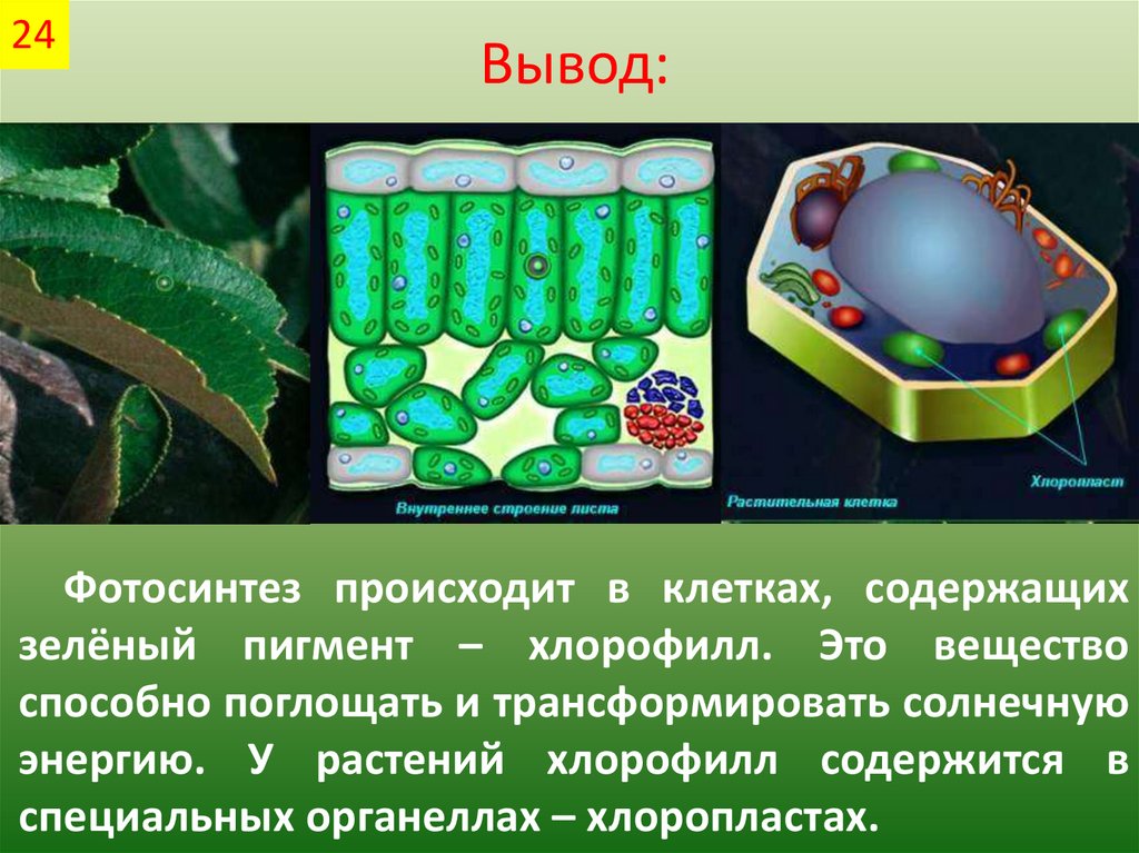 Какое значение фотосинтеза