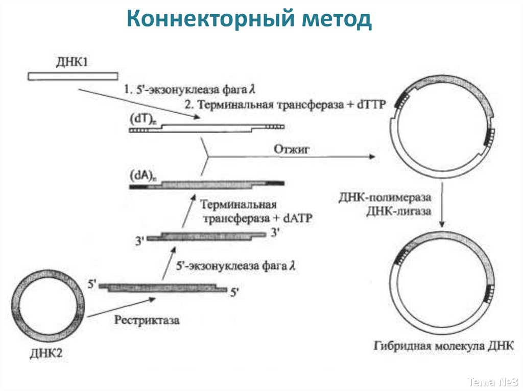 Конструирование новых генетических структур по заранее намеченному плану