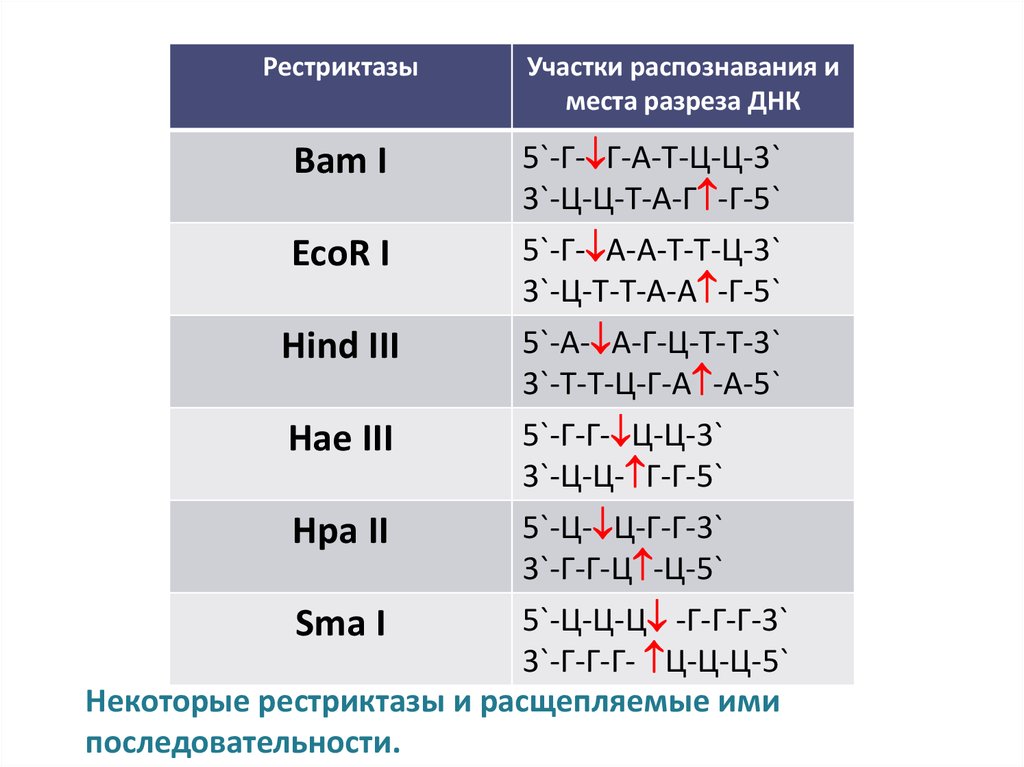 Распознавание места. Рестриктаза HINDIII. Рестриктаза Hae III. Рестрикционные эндонуклеазы. Рестриктазы второго класса.