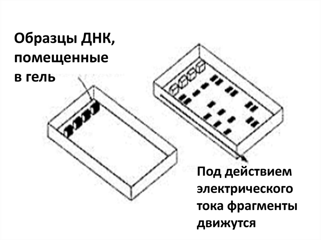 Конверт для образцов днк