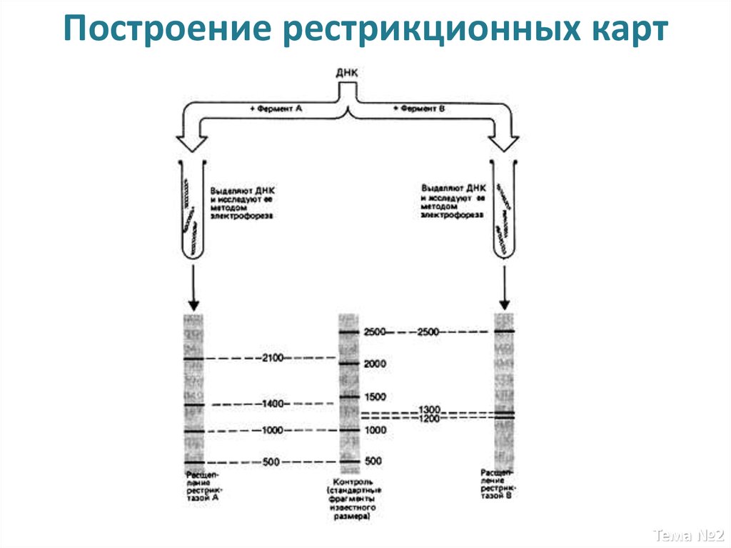 Карта рестрикционная это