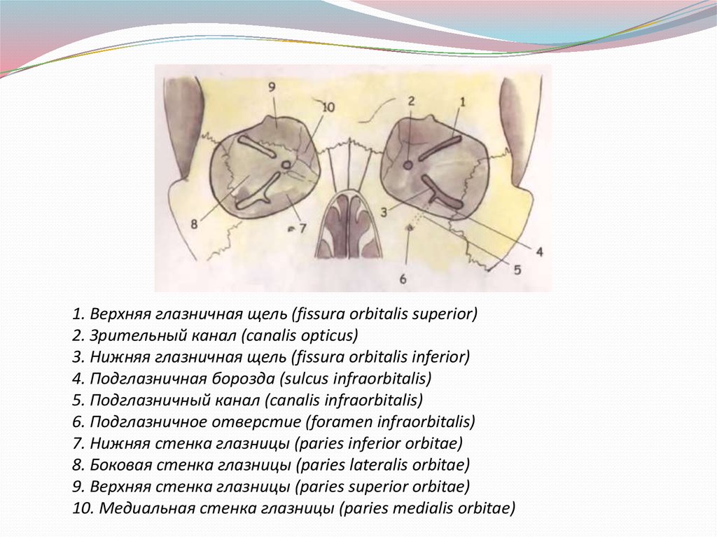 Зрительный канал. Нижняя глазничная щель анатомия. Кости образующие верхнюю глазничную щель. Верхняя глазничная щель анатомия. Верхнюю глазничную щель - fissura orbitalis Superior.