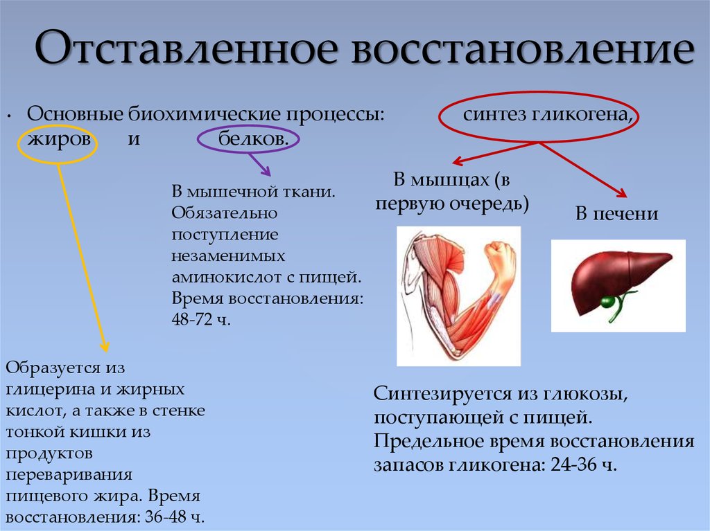 Восстановление это процесс. Биохимические процессы. Биохимические закономерности восстановления после мышечной работы. Основные биохимические процессы. Отставленное восстановление.