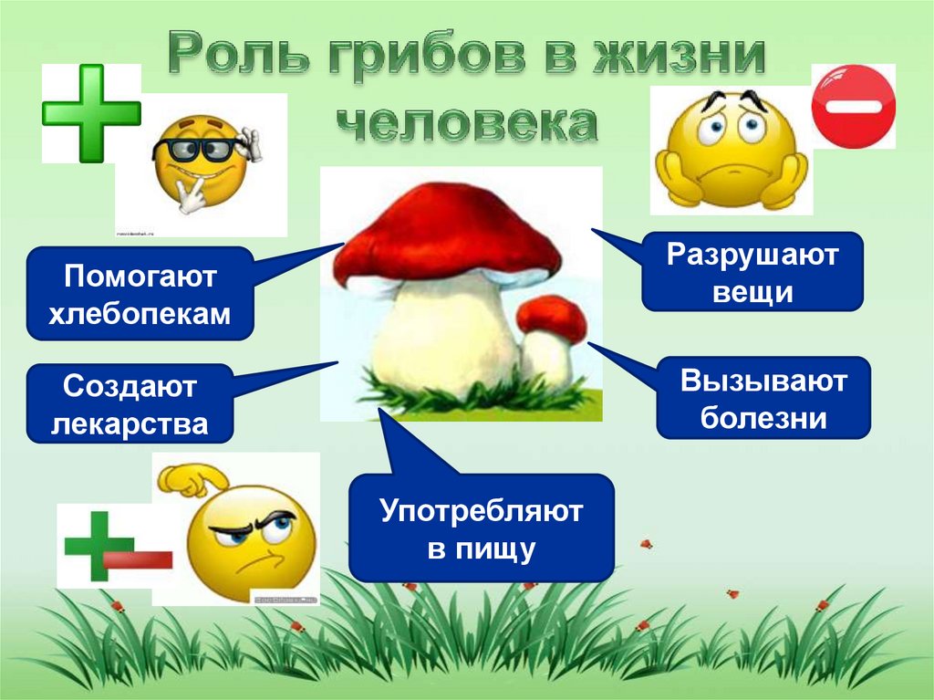 Сообщение значение грибов в природе. Таблица по биологии 5 класс значение грибов в природе и жизни человека. Роль грибов в жизни человека. Роль грибов 5 класс биология. Роль грибов в природе и жизни человека 5 класс биология.