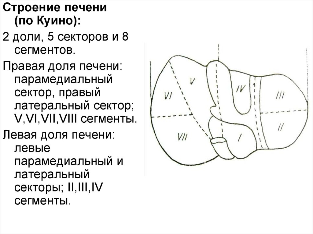 Сегменты печени. Сегменты печени топографическая анатомия. Строение печени доли связки структурная единица печени. Доли печени анатомия схема. Схема сегментарного строения печени по куино.