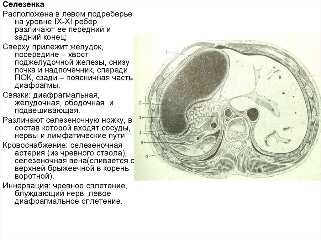 Селезеночные связки. Части селезенки. Поджелудочно селезеночная связка. Топография и связки селезенки.