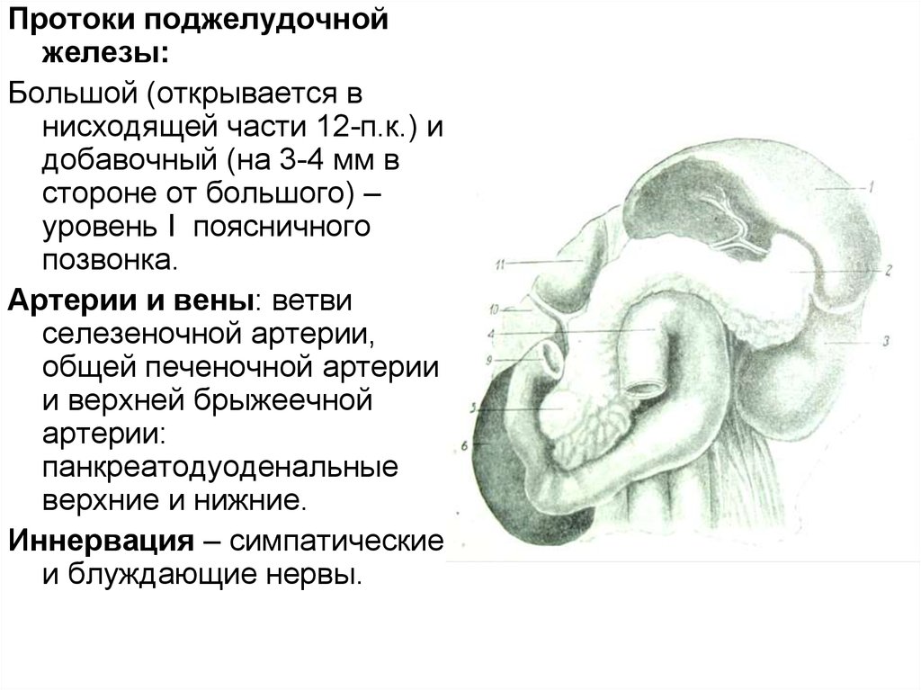 Железа протоки которой открываются в ротовую полость. Выводной проток поджелудочной железы. Санториниев проток поджелудочной железы. Сегментарные протоки поджелудочной железы. Протоки поджелудочной железы открываются в.