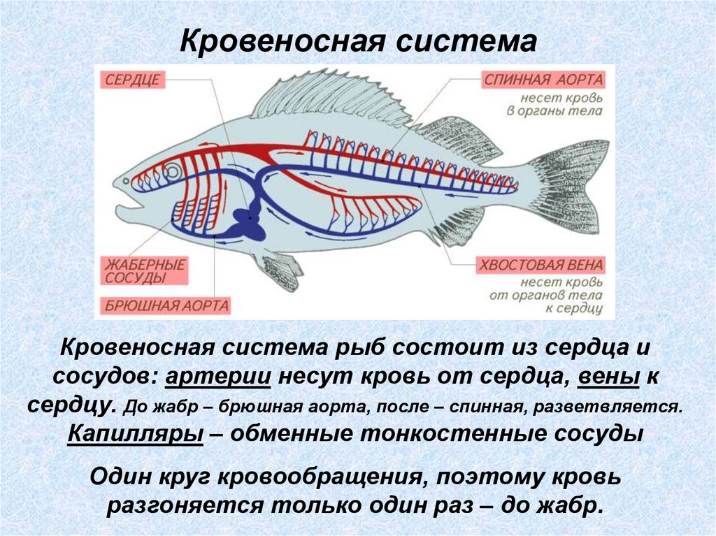 Кровеносная органы рыб. Кровеносная система рыб 7 класс биология. Строение кровеносной системы рыб. Органы кровеносной системы у рыб 7 класс. Внутреннее строение рыбы кровеносная система.